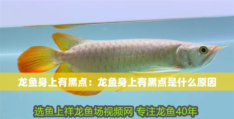 龍魚身上有黑點：龍魚身上有黑點是什么原因