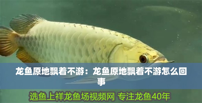 龍魚原地飄著不游：龍魚原地飄著不游怎么回事