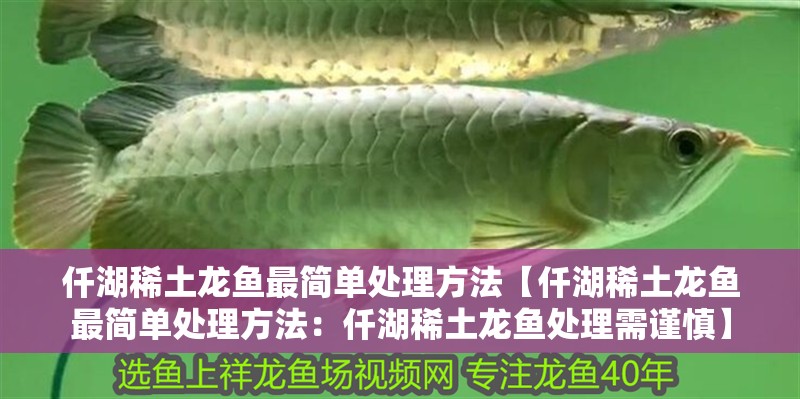 仟湖稀土龍魚最簡單處理方法【仟湖稀土龍魚最簡單處理方法：仟湖稀土龍魚處理需謹慎】