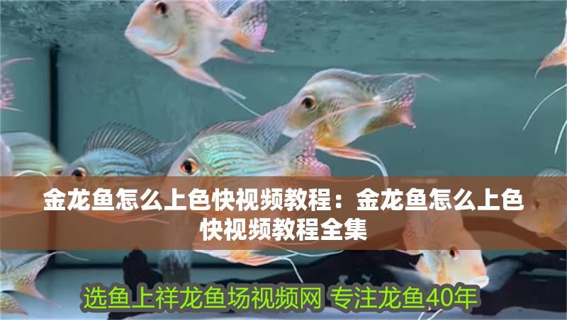 金龍魚怎么上色快視頻教程：金龍魚怎么上色快視頻教程全集