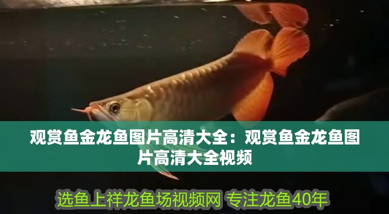 觀賞魚金龍魚圖片高清大全：觀賞魚金龍魚圖片高清大全視頻