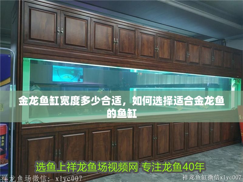 金龍魚缸寬度多少合適，如何選擇適合金龍魚的魚缸