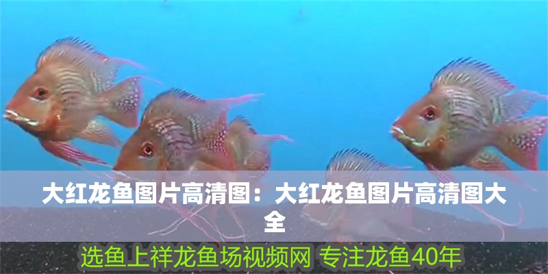 大紅龍魚圖片高清圖：大紅龍魚圖片高清圖大全