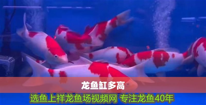 龍魚缸多高