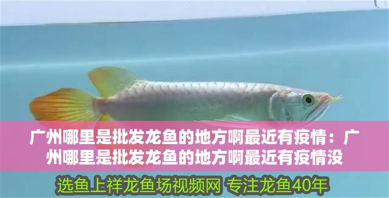 廣州哪里是批發龍魚的地方啊最近有疫情：廣州哪里是批發龍魚的地方啊最近有疫情沒