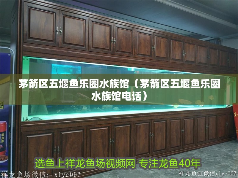 茅箭區五堰魚樂圈水族館（茅箭區五堰魚樂圈水族館電話）