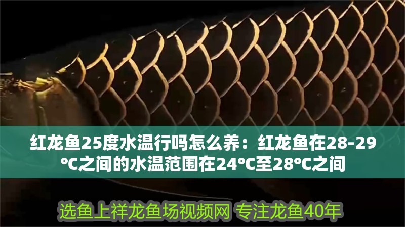 紅龍魚25度水溫行嗎怎么養(yǎng)：紅龍魚在28-29℃之間的水溫范圍在24℃至28℃之間