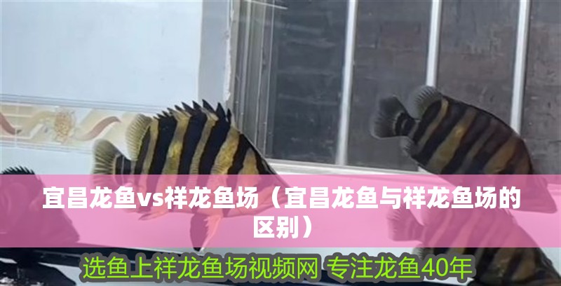 宜昌龍魚vs祥龍魚場（宜昌龍魚與祥龍魚場的區(qū)別）