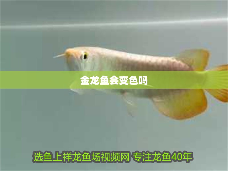 金龍魚會變色嗎