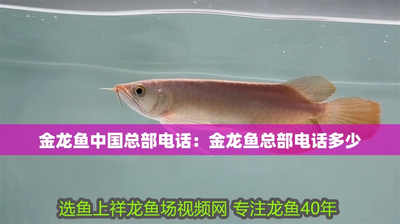 金龍魚中國總部電話：金龍魚總部電話多少