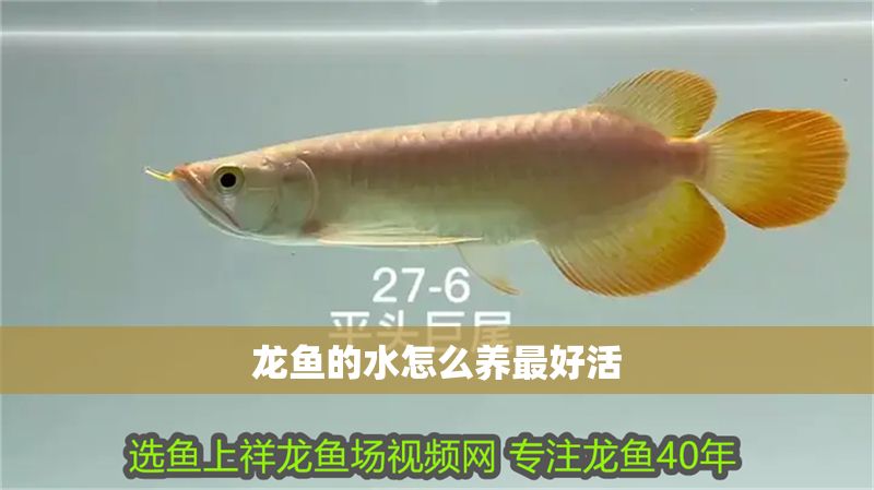 龍魚的水怎么養(yǎng)最好活