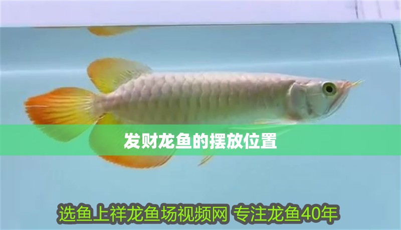 發財龍魚的擺放位置