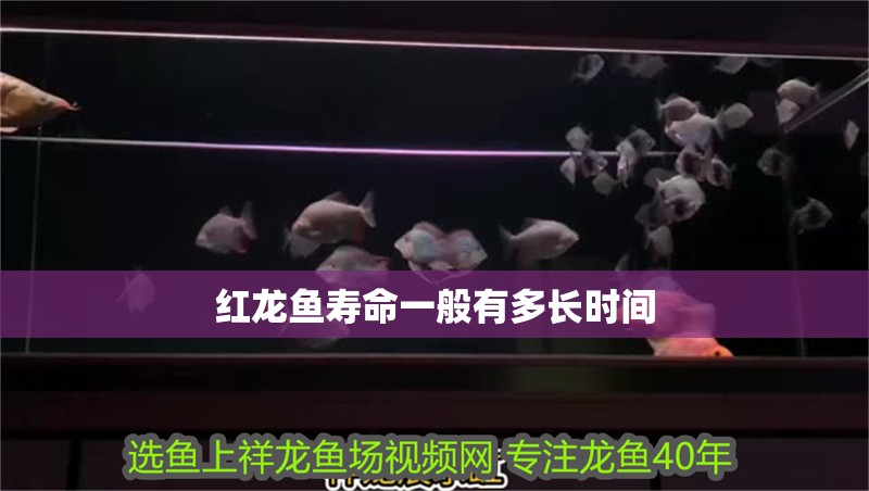 紅龍魚壽命一般有多長時間