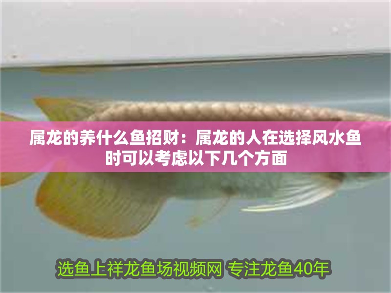 屬龍的養(yǎng)什么魚招財：屬龍的人在選擇風(fēng)水魚時可以考慮以下幾個方面