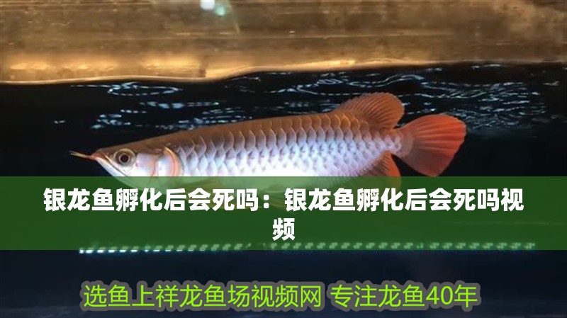 銀龍魚孵化后會死嗎：銀龍魚孵化后會死嗎視頻