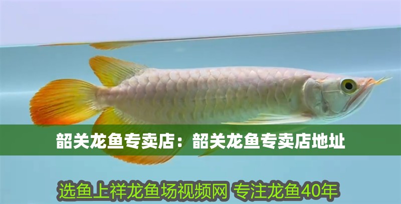 韶關龍魚專賣店：韶關龍魚專賣店地址