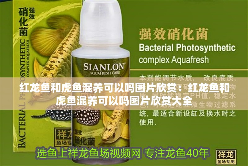 紅龍魚(yú)和虎魚(yú)混養(yǎng)可以嗎圖片欣賞：紅龍魚(yú)和虎魚(yú)混養(yǎng)可以嗎圖片欣賞大全
