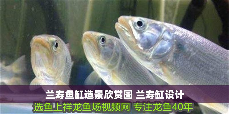蘭壽魚缸造景欣賞圖 蘭壽缸設計