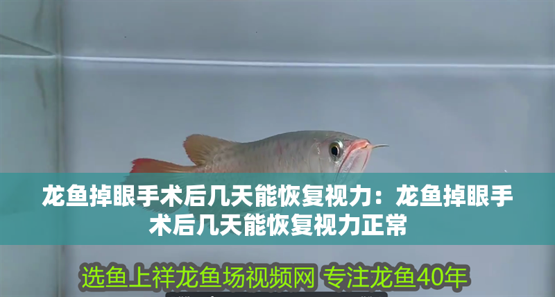 龍魚掉眼手術后幾天能恢復視力：龍魚掉眼手術后幾天能恢復視力正常 龍魚掉眼手術后幾天能恢復視力：龍魚掉眼手術后幾天能恢復視力正常 水族問答