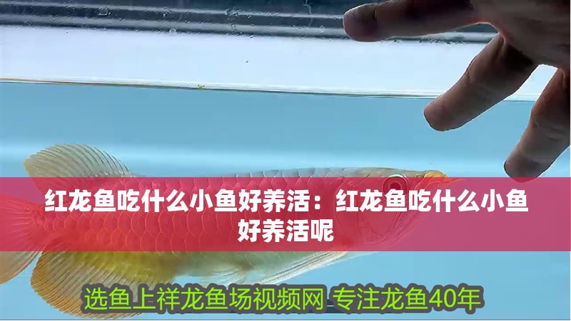 紅龍魚吃什么小魚好養活：紅龍魚吃什么小魚好養活呢
