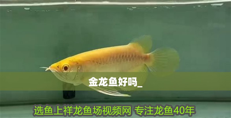 金龍魚好嗎_