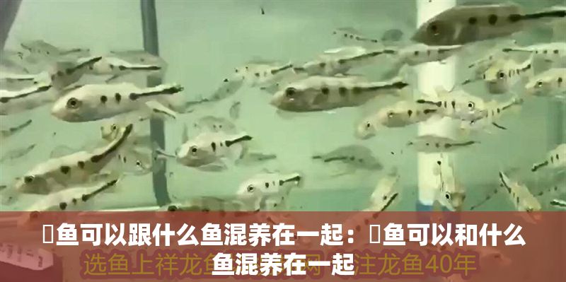 魟魚可以跟什么魚混養在一起：魟魚可以和什么魚混養在一起
