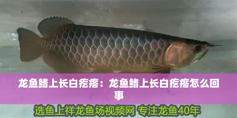 龍魚鰭上長白疙瘩：龍魚鰭上長白疙瘩怎么回事