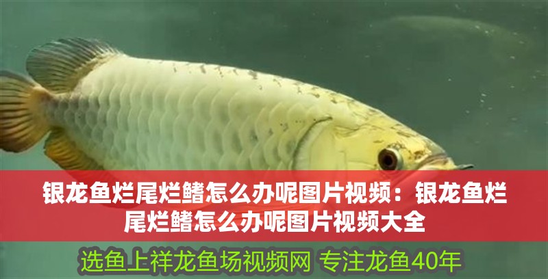 銀龍魚爛尾爛鰭怎么辦呢圖片視頻：銀龍魚爛尾爛鰭怎么辦呢圖片視頻大全