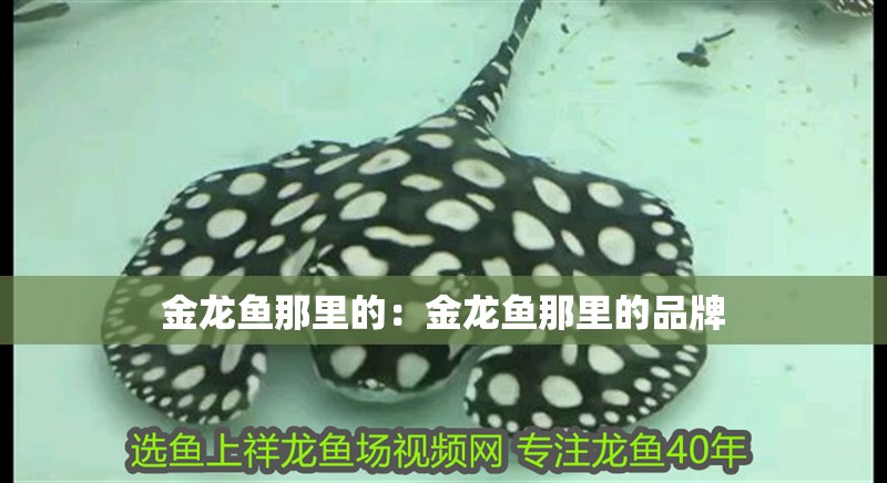 金龍魚那里的：金龍魚那里的品牌