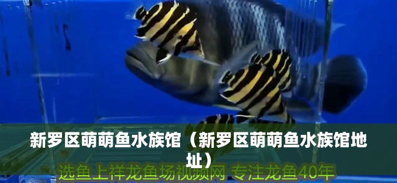 新羅區(qū)萌萌魚水族館（新羅區(qū)萌萌魚水族館地址）