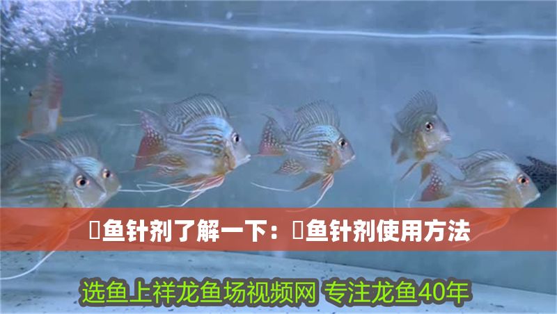 魟魚針劑了解一下：魟魚針劑使用方法