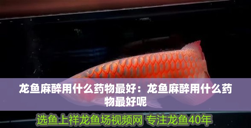 龍魚麻醉用什么藥物最好：龍魚麻醉用什么藥物最好呢