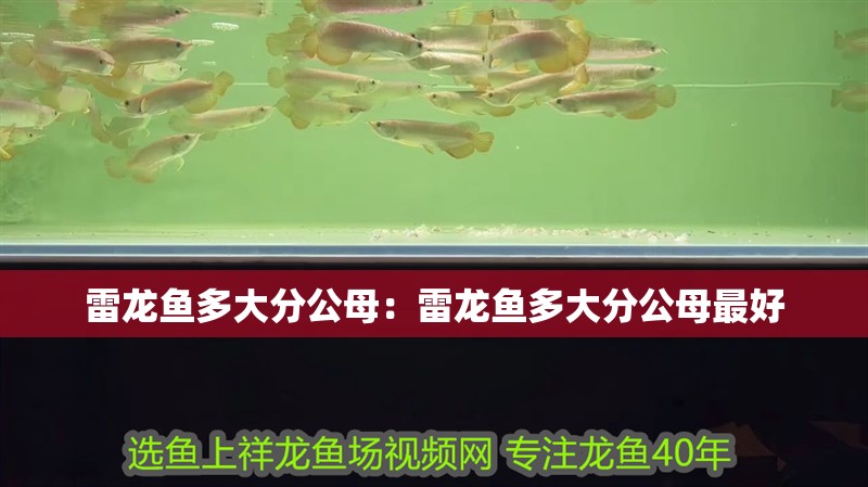 雷龍魚多大分公母：雷龍魚多大分公母最好