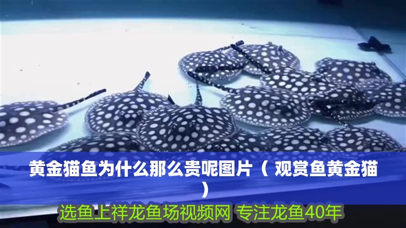 黃金貓魚為什么那么貴呢圖片（ 觀賞魚黃金貓）