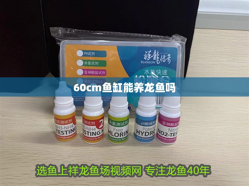 60cm魚缸能養龍魚嗎