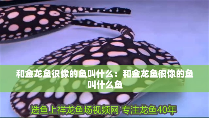 和金龍魚很像的魚叫什么：和金龍魚很像的魚叫什么魚