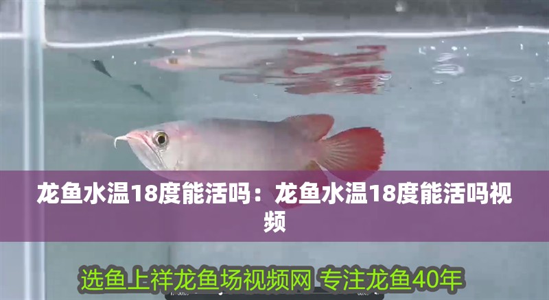 龍魚水溫18度能活嗎：龍魚水溫18度能活嗎視頻
