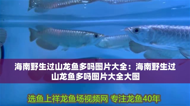 海南野生過(guò)山龍魚(yú)多嗎圖片大全：海南野生過(guò)山龍魚(yú)多嗎圖片大全大圖