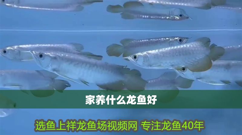 家養(yǎng)什么龍魚好