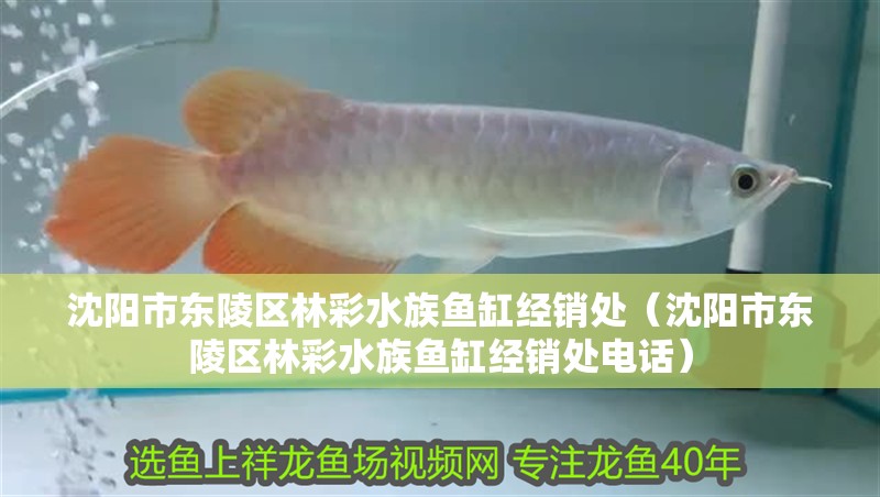 沈陽市東陵區林彩水族魚缸經銷處（沈陽市東陵區林彩水族魚缸經銷處電話）