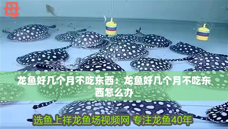 龍魚好幾個月不吃東西：龍魚好幾個月不吃東西怎么辦