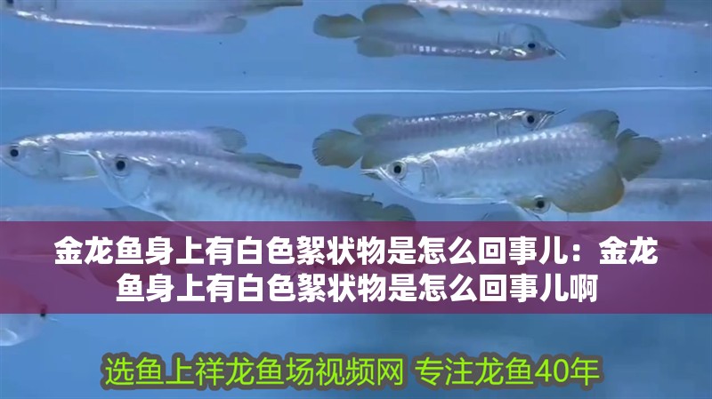 金龍魚身上有白色絮狀物是怎么回事兒：金龍魚身上有白色絮狀物是怎么回事兒啊