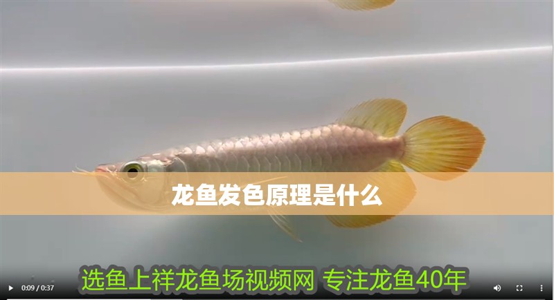 龍魚發色原理是什么