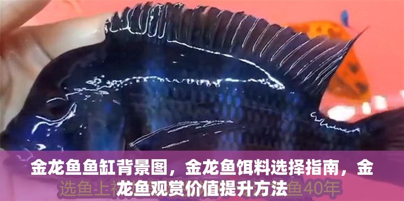 金龍魚魚缸背景圖，金龍魚餌料選擇指南，金龍魚觀賞價值提升方法