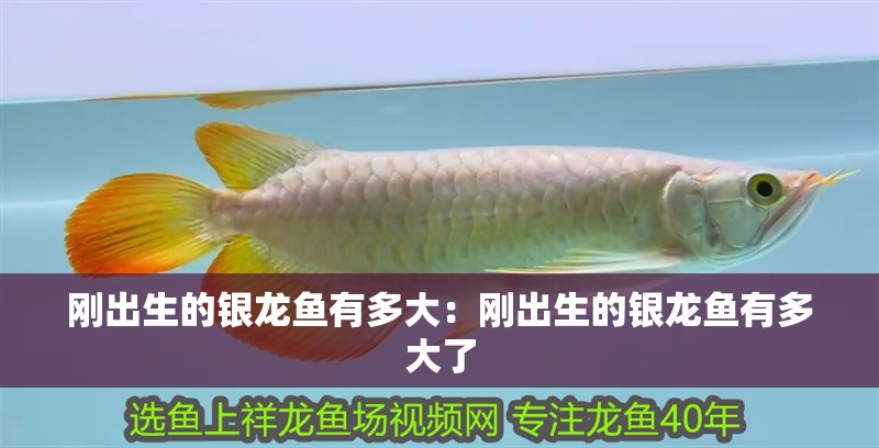 剛出生的銀龍魚有多大：剛出生的銀龍魚有多大了