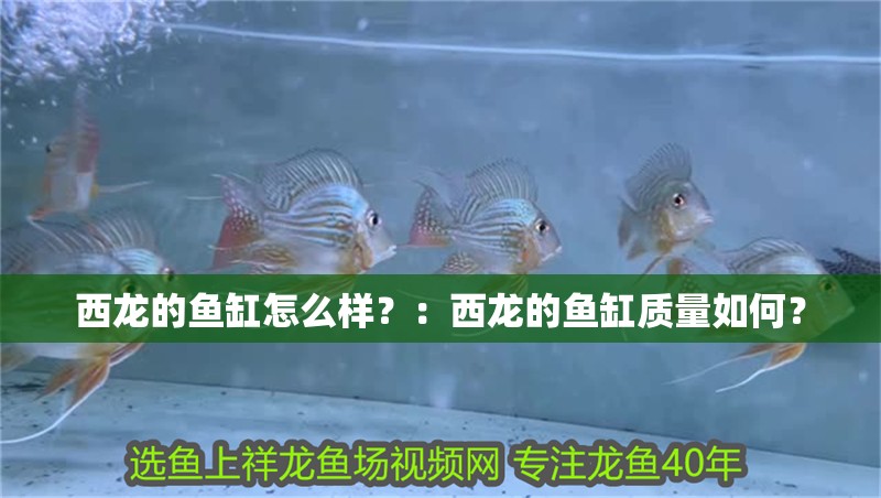 西龍的魚缸怎么樣？：西龍的魚缸質量如何？