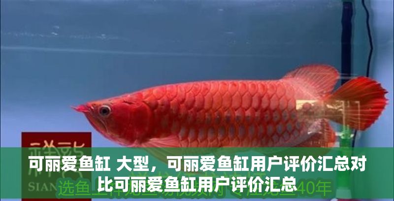 可麗愛魚缸 大型，可麗愛魚缸用戶評價(jià)匯總對比可麗愛魚缸用戶評價(jià)匯總