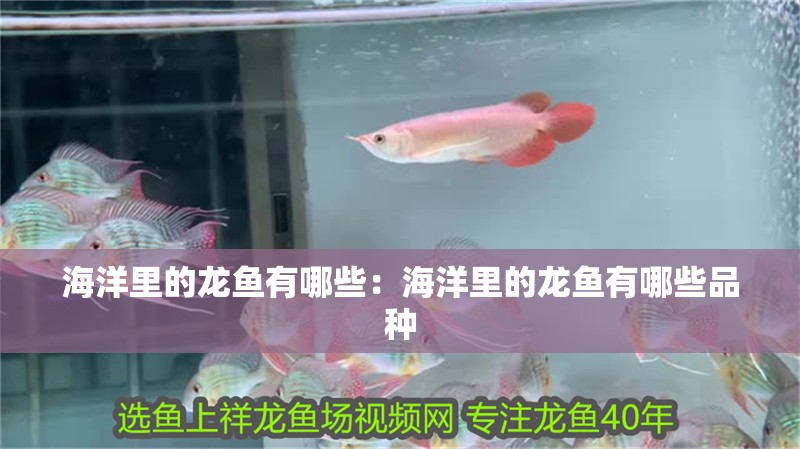 海洋里的龍魚有哪些：海洋里的龍魚有哪些品種