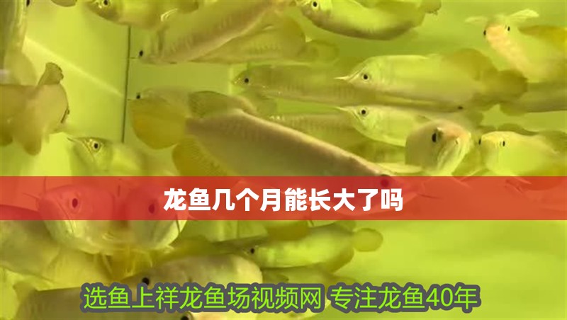 龍魚幾個月能長大了嗎 龍魚百科 第1張 龍魚幾個月能長大了嗎 龍魚幾個月能長大了嗎 龍魚百科 第1張