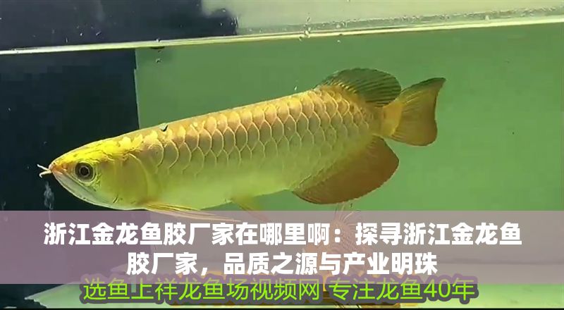 <strong><mark>浙江</mark></strong>金龍魚膠廠家在哪里?。禾綄?strong><mark>浙江</mark></strong>金龍魚膠廠家，品質之源與產業明珠
